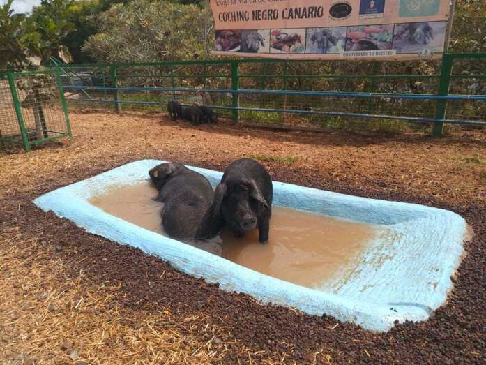 Imagen de una explotación porcina en Telde (Foto TA)