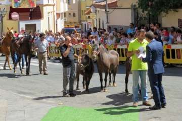 Procesión y feria de ganado en Valsequillo (Foto TA y Acfi Press)