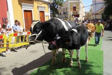 Procesión y feria de ganado en Valsequillo (Foto TA y Acfi Press)