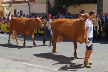 Procesión y feria de ganado en Valsequillo (Foto TA y Acfi Press)