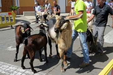 Procesión y feria de ganado en Valsequillo (Foto TA y Acfi Press)
