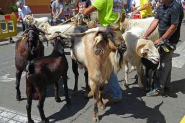 Procesión y feria de ganado en Valsequillo (Foto TA y Acfi Press)