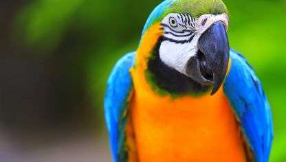 El acusado compró el ave ingresando billetes falsos (Foto TA)