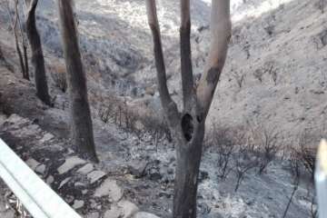El Cabildo adjudica por la vía de emergencia la reparación de las carreteras afectadas por el incendio (Foto TA)
