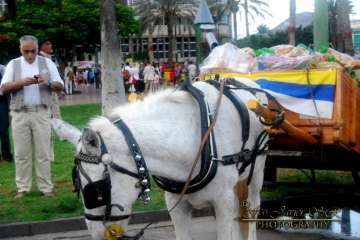 La Naval celebra su tradicional romería (Reportaje gráfico Francisco Javier Santana)