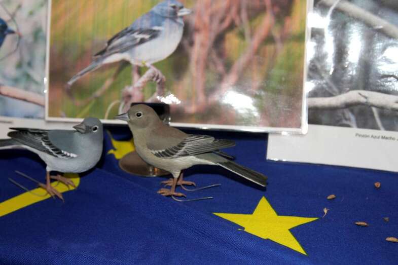 Reproducción de dos pinzones (Foto Jesús Ruiz)