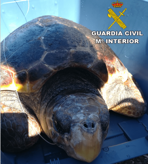 Imagen del ejemplar de caretta caretta localizado este martes en Guía (Foto TA)