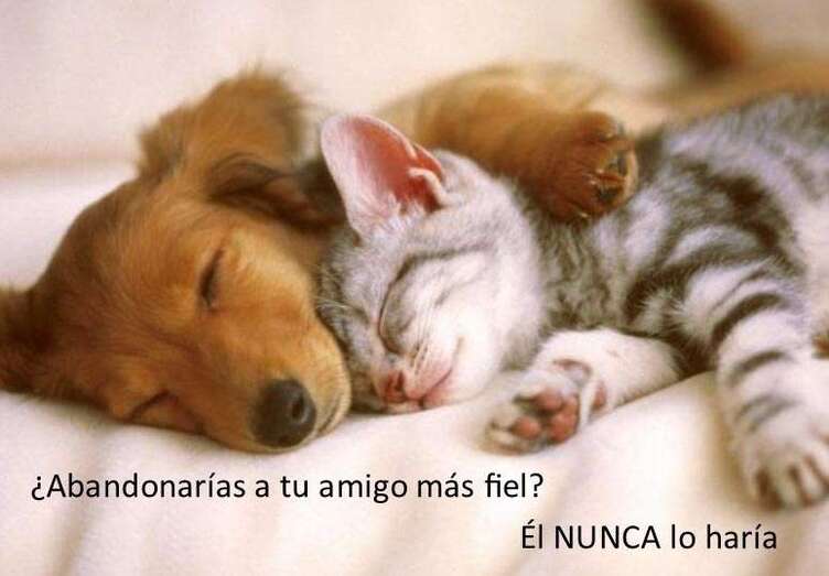 Perro y gato en compañía (Foto TA)