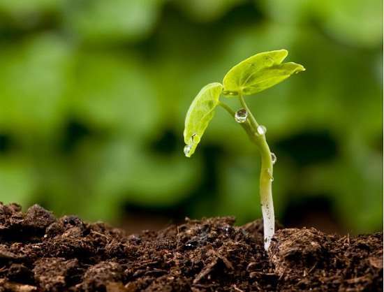 El Cabildo grancanario confía en que las precipitaciones hagan reverdecer el campo (Foto TA)