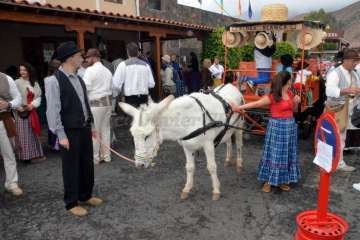 La Romería de Los Labradores enaltece en Santa Lucía las raíces canarias (Foto TA)