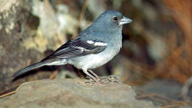 Imagen de archivo de un ejemplar de pinzón azul (Foto TA)