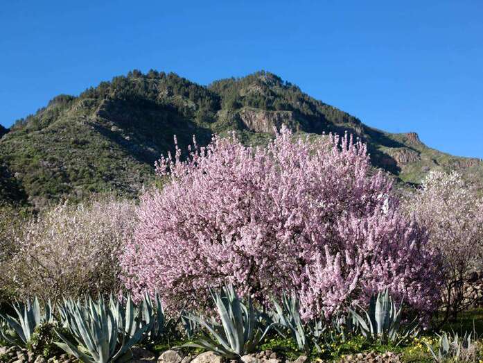 Almendro en flor (Foto TA)