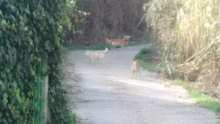 Perros que forman manada (Foto cedida por el Colectivo Ornitológico de Gran Canaria)