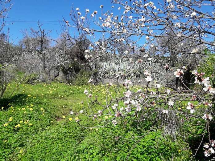 Almendro en flor (Foto TA)