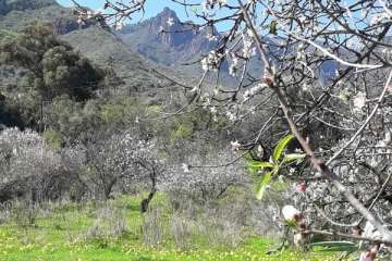 Ruta circular en Valsequillo para disfrutar de la floración de los almendros (Foto Gumersindo Hernández)