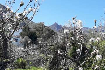 Ruta circular en Valsequillo para disfrutar de la floración de los almendros (Foto Gumersindo Hernández)