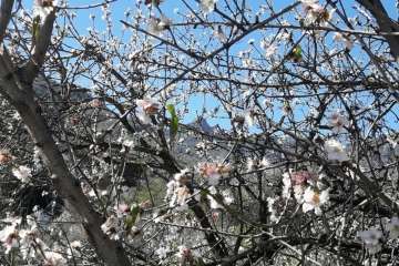 Ruta circular en Valsequillo para disfrutar de la floración de los almendros (Foto Gumersindo Hernández)