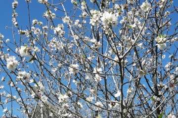 Ruta circular en Valsequillo para disfrutar de la floración de los almendros (Foto Gumersindo Hernández)