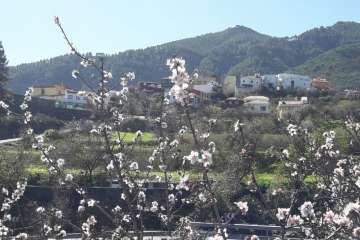 Ruta circular en Valsequillo para disfrutar de la floración de los almendros (Foto Gumersindo Hernández)