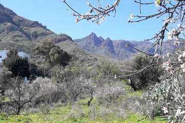 Ruta circular en Valsequillo para disfrutar de la floración de los almendros (Foto Gumersindo Hernández)