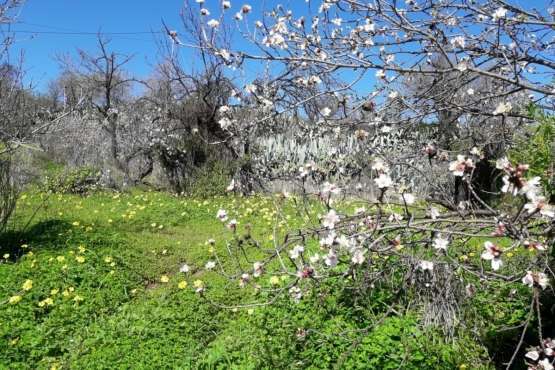 Ruta circular en Valsequillo para disfrutar de la floración de los almendros (Foto Gumersindo Hernández)