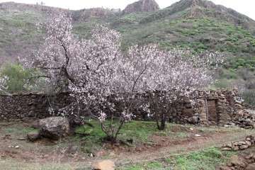Ruta circular en Valsequillo para disfrutar de la floración de los almendros (Foto Gumersindo Hernández)