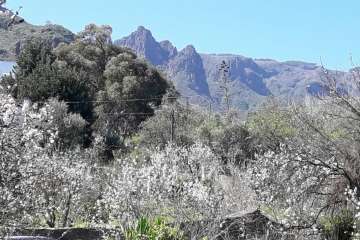 Ruta circular en Valsequillo para disfrutar de la floración de los almendros (Foto Gumersindo Hernández)