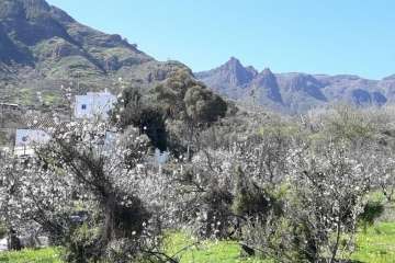 Ruta circular en Valsequillo para disfrutar de la floración de los almendros (Foto Gumersindo Hernández)
