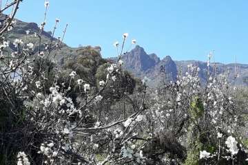 Ruta circular en Valsequillo para disfrutar de la floración de los almendros (Foto Gumersindo Hernández)