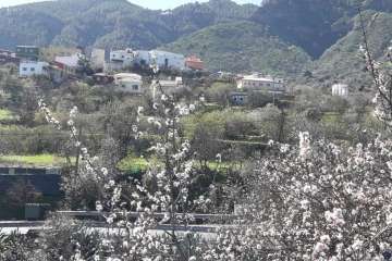 Ruta circular en Valsequillo para disfrutar de la floración de los almendros (Foto Gumersindo Hernández)