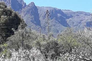 Ruta circular en Valsequillo para disfrutar de la floración de los almendros (Foto Gumersindo Hernández)