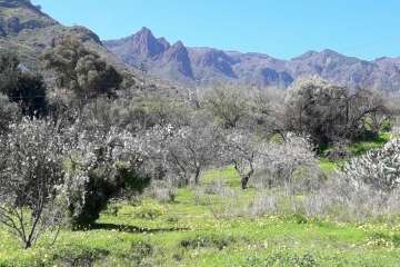 Ruta circular en Valsequillo para disfrutar de la floración de los almendros (Foto Gumersindo Hernández)