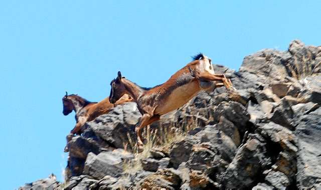 El Cabildo abre la convocatoria para nuevos permisos de apañadas (Foto Canarias7)