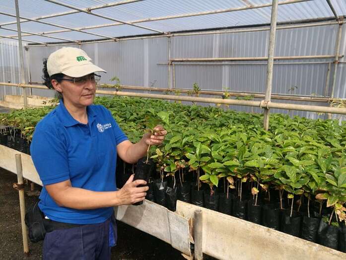 Mercedes GoÌmez con las plantas de cafeÌ (Foto TA)