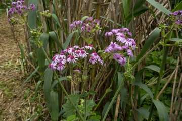 Recorrido por el Barranco del Guiniguada para mostrar algunas de sus riquezas hidráulicas (Foto TA)