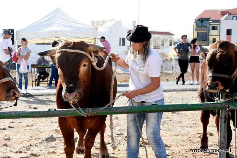 Muestra de ganado en las fiestas de San Gregorio 2017 (Foto Antonio Alí)
