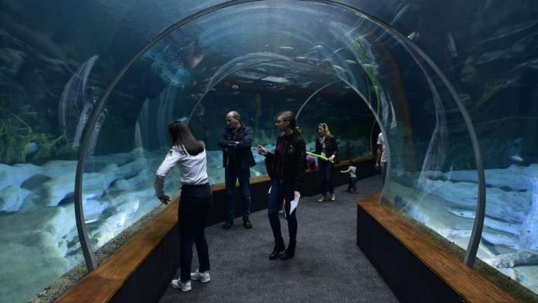 Imagen del interior del acuario Poema del Mar (Foto Canarias7)