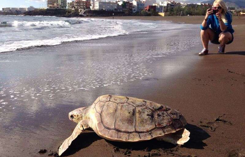 Imagen de archivo de la suelta de una tortuga en Melenara (Foto TA)