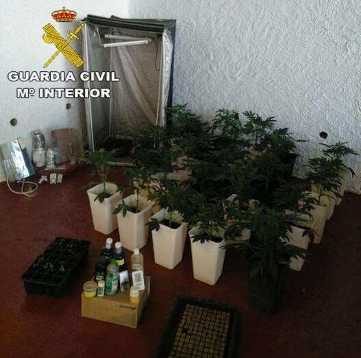 Imagen de parte de las plantas de marihuana intervenidas (Foto TA)