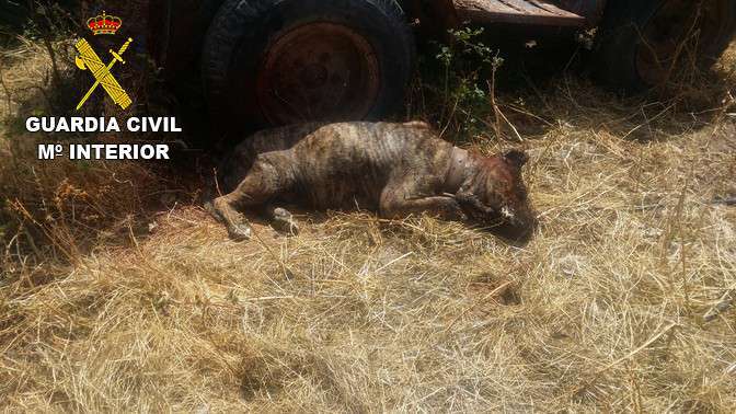 Imagen de la perra cuando la encontró el Seprona