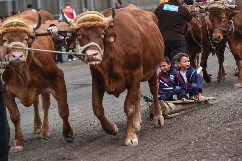 Los colegios Hilda Zudán y Esteban Navarro de Telde acuden a la Feria Escolar (Foto TA)