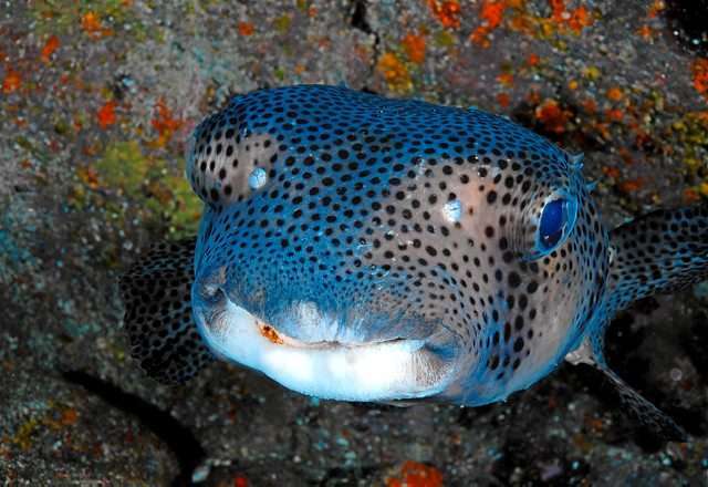 Un ejemplar de tamboril espinoso, en una imagen de archivo (Foto Canarias7)