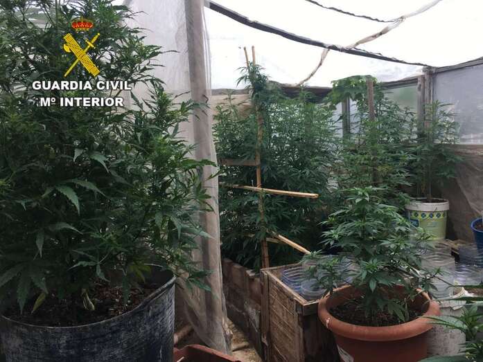 Imagen de la plantación de marihuana desmantelada por la Guardia Civil en Arucas (Foto TA)