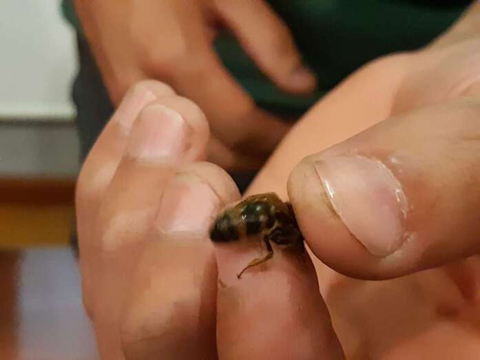 Durante un año se hará un seguimiento del rendimiento de la colmena bajo su reinado (Foto TA).
