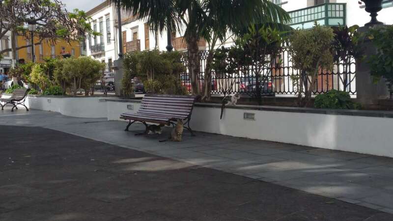 Gatos callejeros en la plaza de San Juan, zona donde merodean frecuentemente (Foto TA)