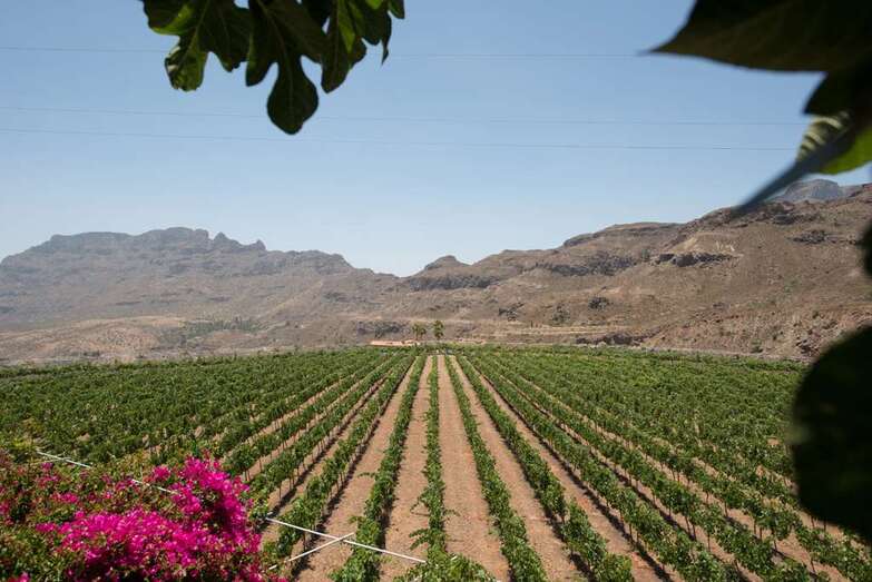 La empresa suma ya 26 galardones desde 2015 (Foto TA).