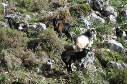 Cabras silvestres en Gran Canaria (Foto TA)