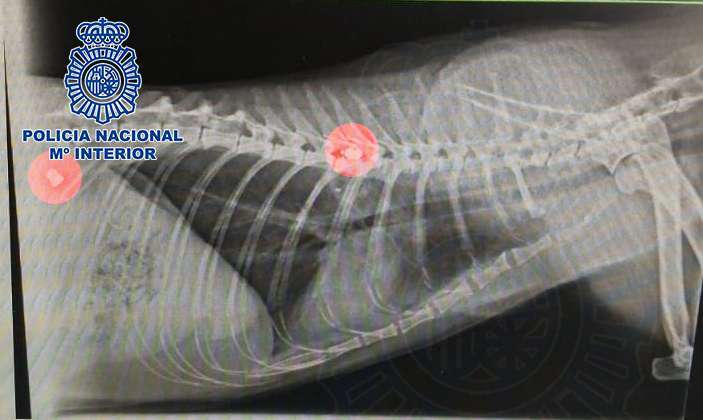 Imagen de la radiografía en la que se aprecian los dos impactos de bala (Foto TA)