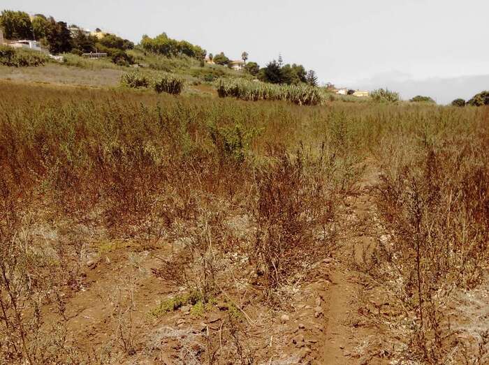 Se deberán destinar a plantaciones de hortalizas, flores, frutales y forrajeras (Foto TA)