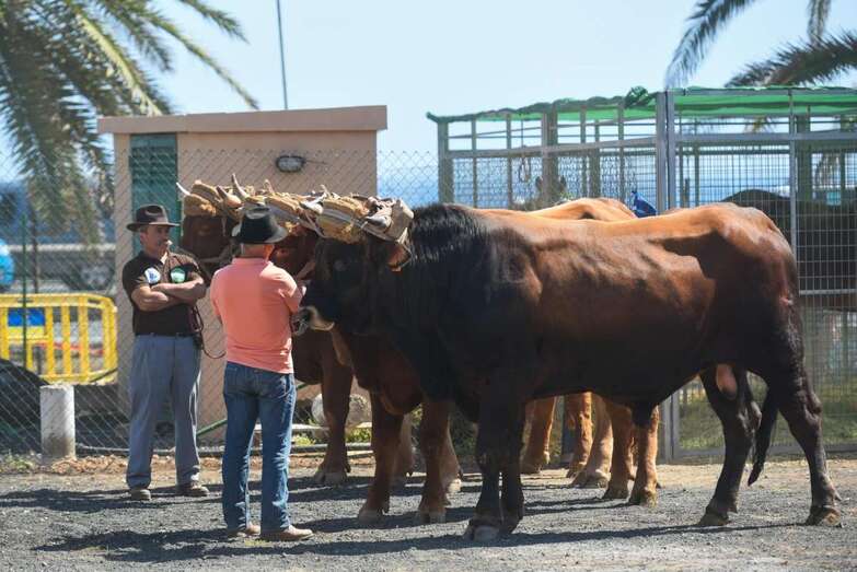 Imagen de archivo de una exhibición ganadera en Gran Canaria (Foto TA)